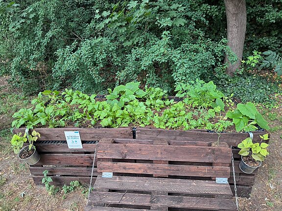 Ein Hochbeet aus Holzpaletten steht am Waldrand. Darin wachsen verschiedene Gemüsepflanzen und Kräuter. An der Vorderseite sind zwei Blumentöpfe befestigt, darunter eine Holzsitzbank, ebenfalls aus Paletten gebaut.