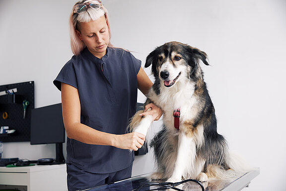 Một bác sĩ thú y đang kiểm tra bàn chân của một con chó.