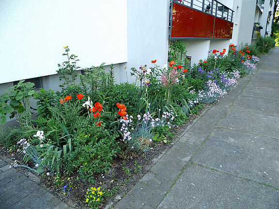 Blühendes Beet mit roten Mohnblumen, Lavendel und weiteren bunten Blumen entlang eines Gehwegs vor einem modernen Wohnhaus mit weißer Fassade und roten Balkonverkleidungen.