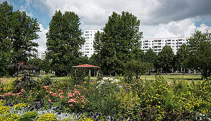 Natur, Blumenwiese