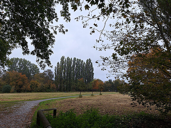 Cảnh quan đầm lầy Wartenberg. Một con đường chạy qua đồng cỏ với hàng cây hai bên. 