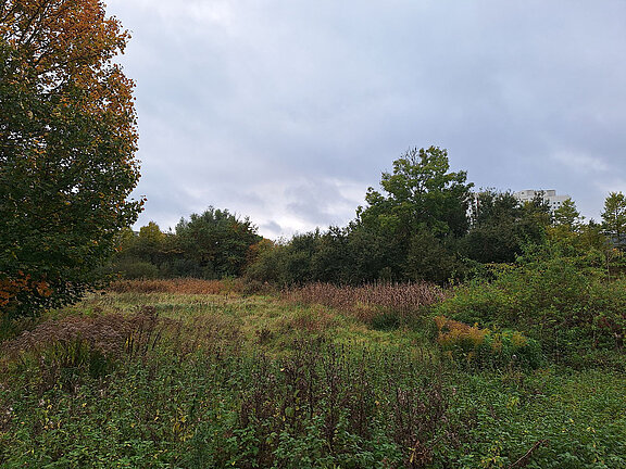 Meadow and trees in the Wartenberg fen. 