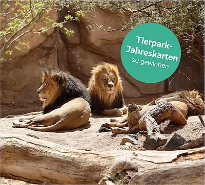 Löwen liegen auf dem Boden. Störer: Tierpark-Jahreskarten zu gewinnen