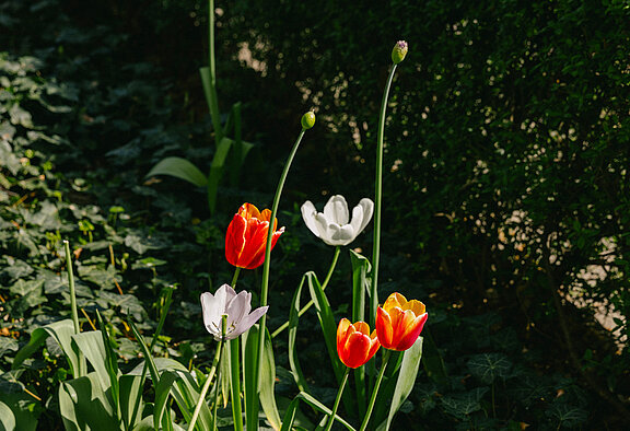 Mehrere Tulpen in einem Blumenbeet.