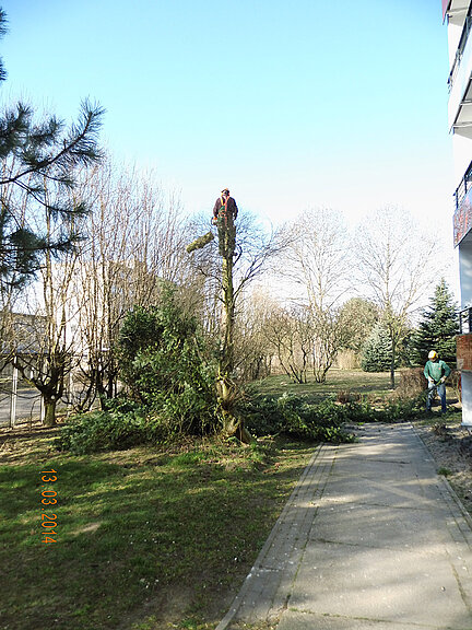 Ein Baumpfleger steht auf einem bereits stark zurückgeschnittenen Baum, während am Boden ein weiterer Arbeiter die abgesägten Äste aufsammelt. Es ist ein sonniger Tag in einer Wohnanlage mit angrenzendem Gehweg.