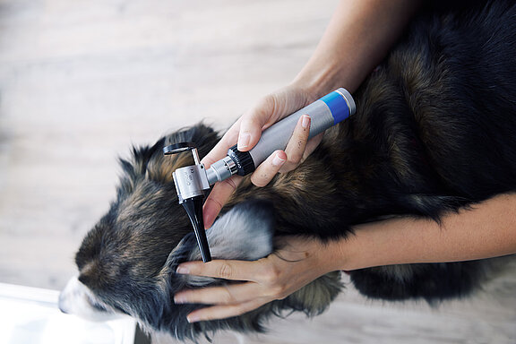 Крупный план осмотра ушей собаки. 