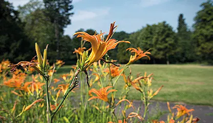 Blumenwiese