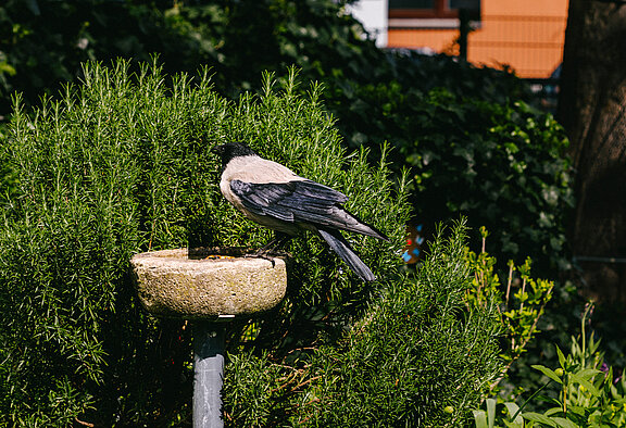 Ein Vogel, der an einem Vogeltrinkbecken sitzt.