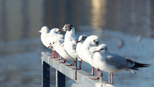 Stillerzeile Kiez Treptow-Köpenick 
