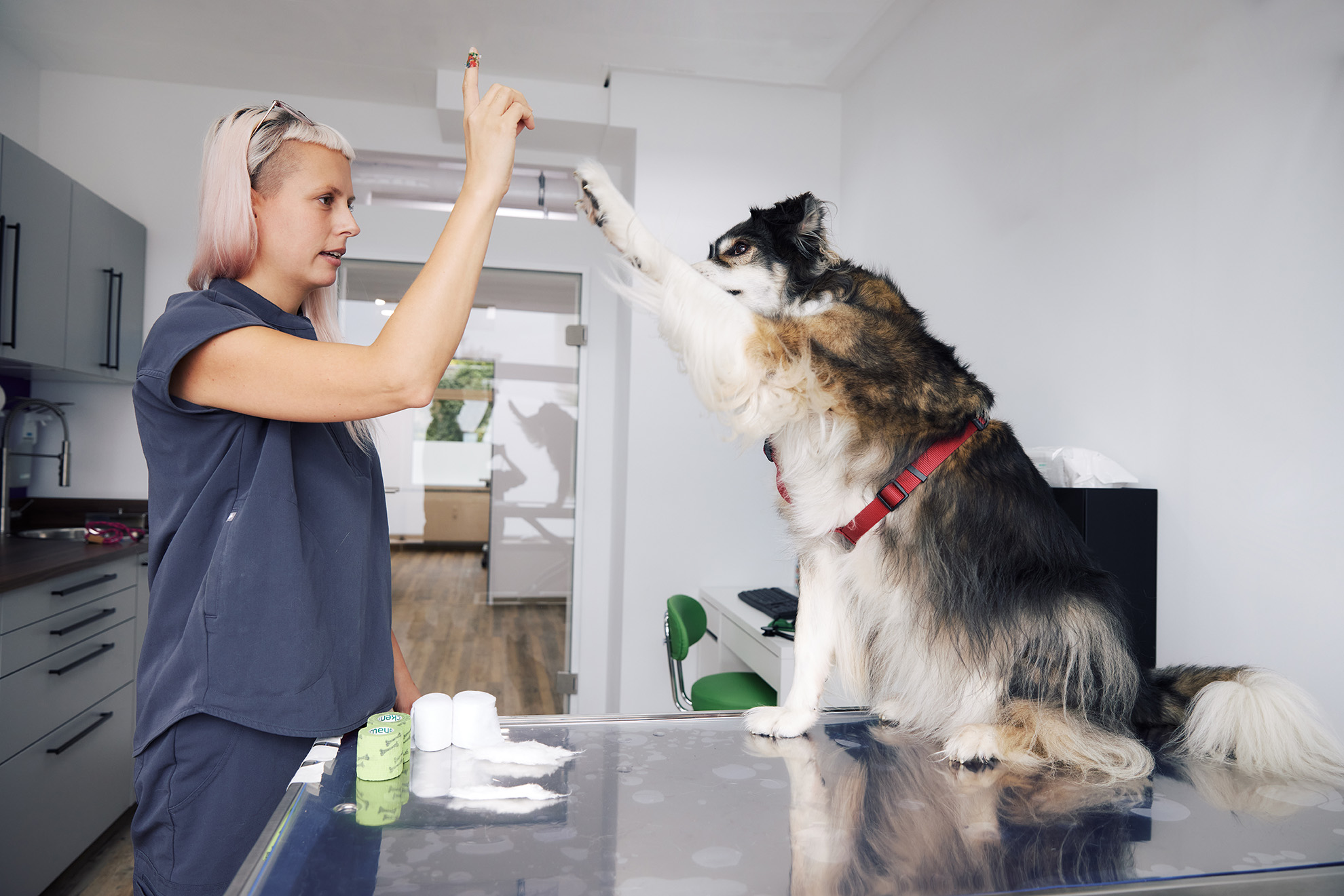 Eine Tierärztin steht vor dem Behandlungstisch, worauf ein Hund sitzt. Beide klatschen mit der Hand und der Pfote ein.