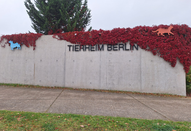 Yapraklarla kısmen kaplanmış bir duvarın dış görünümü. Duvarda "Tierheim Berlin" (Berlin Hayvan Barınağı) yazısı var. 