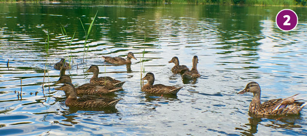Stangenpfuhl und Stangengraben in Lichterfelde