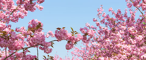 Kirschblüten mit blauem Himmel