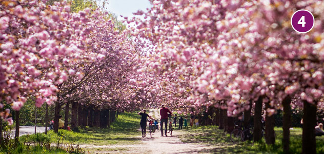Kirschblüten in Lichterfelde