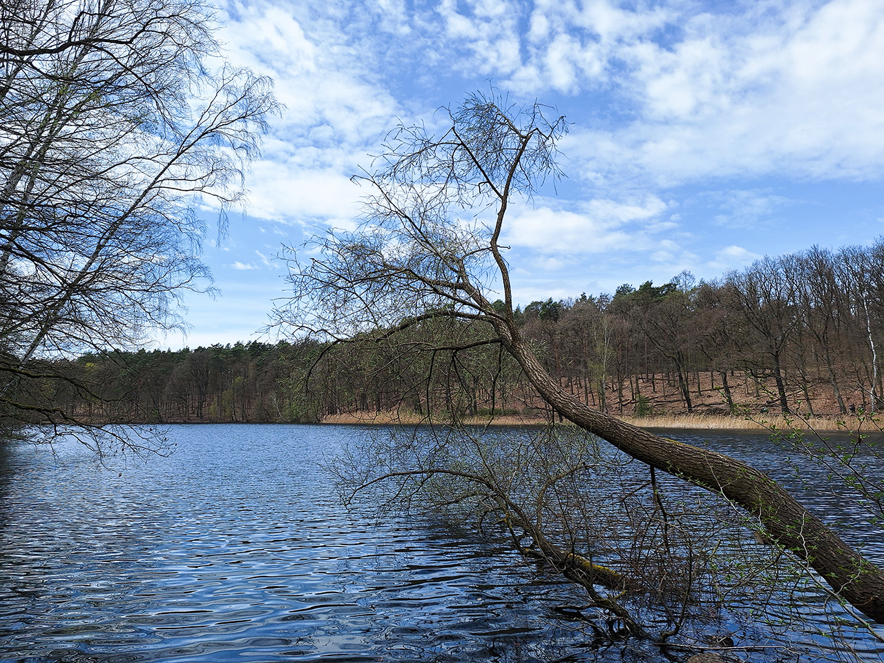 Lake "Krumme Lanke" surrounded by bare deciduous trees. 