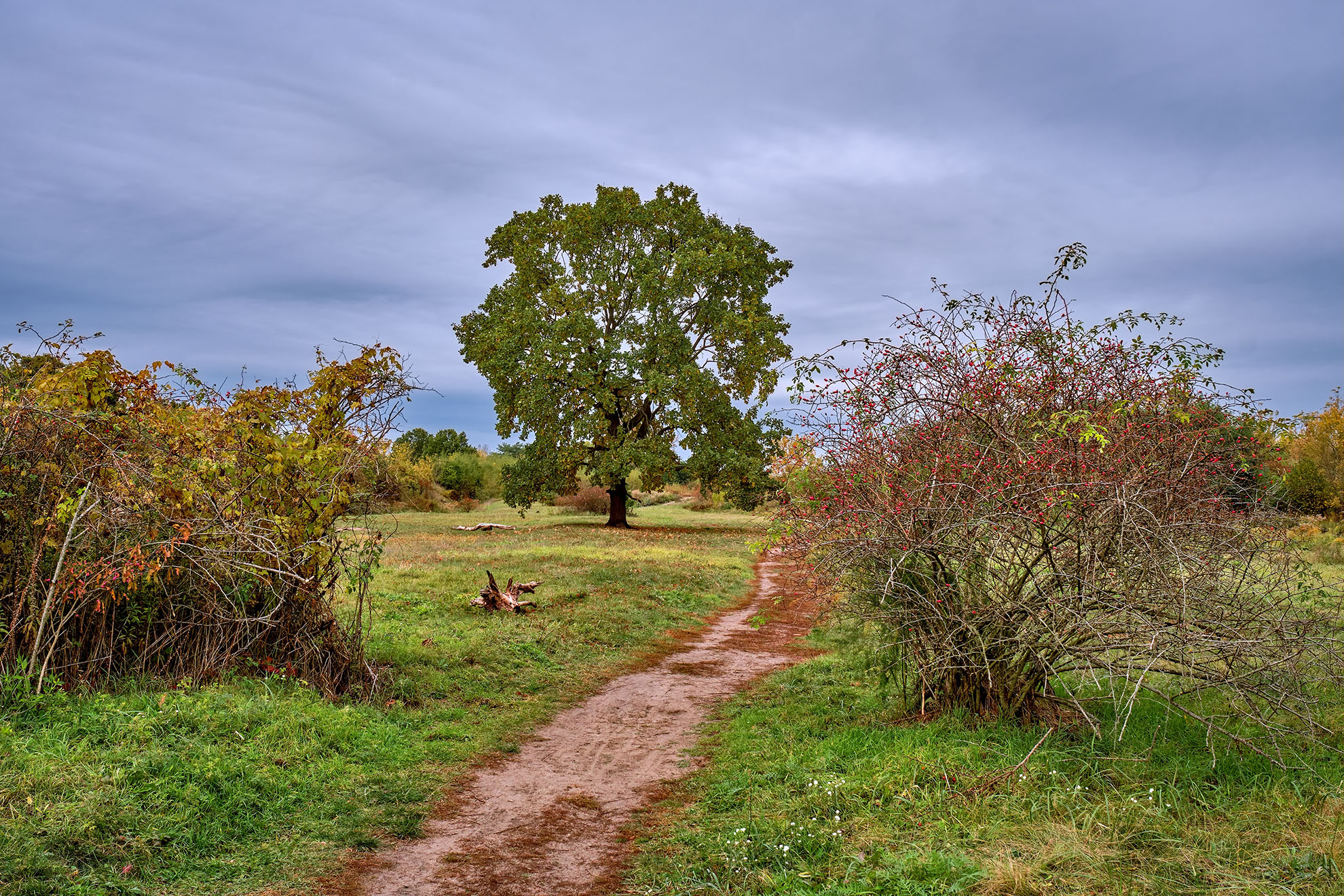 Landschaftsfoto vom Biesenhorster Sand. Abgebildet ist ein Weg der durch eine Wiese führt, mit Sträuchern und Bäumen.